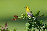 Prothonotary Warbler